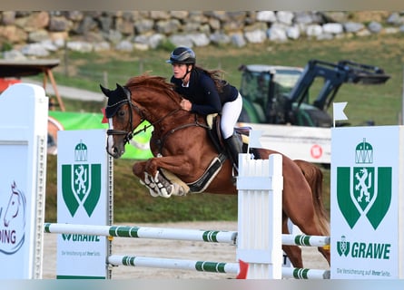 Oldenburger Springpferd, Stute, 8 Jahre, 163 cm, Fuchs