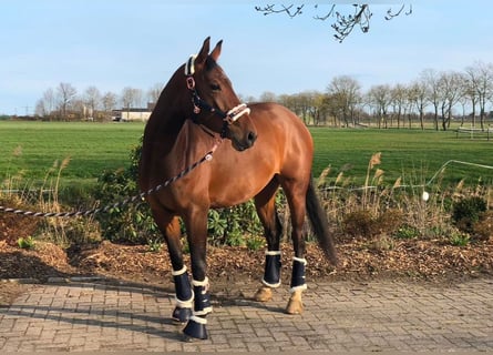 Oldenburger Springpferd, Stute, 8 Jahre, 165 cm, Brauner