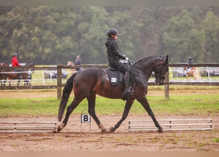 Oldenburger Springpferd, Stute, 8 Jahre, 165 cm, Dunkelbrauner