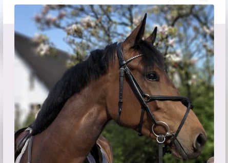 Oldenburger Springpferd, Stute, 8 Jahre, 167 cm, Brauner