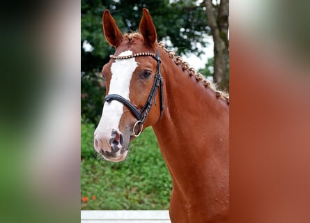 Oldenburger Springpferd, Stute, 8 Jahre, 167 cm, Fuchs