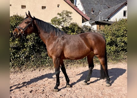 Oldenburger Springpferd, Stute, 8 Jahre, 169 cm, Brauner