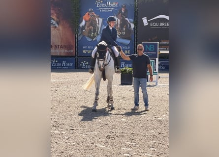 Oldenburger Springpferd, Stute, 8 Jahre, 169 cm, Schimmel