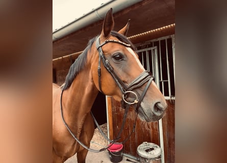 Oldenburger Springpferd, Stute, 9 Jahre, 163 cm, Brauner