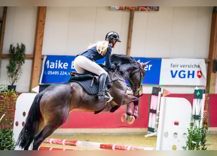 Oldenburger Springpferd, Stute, 9 Jahre, 168 cm, Dunkelbrauner