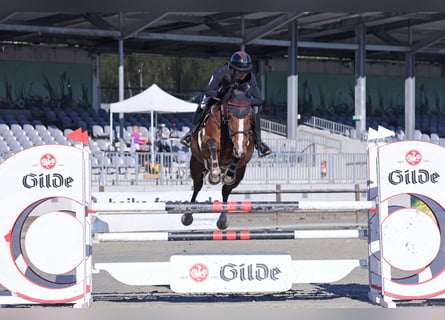 Oldenburger Springpferd, Stute, 9 Jahre, 172 cm, Brauner
