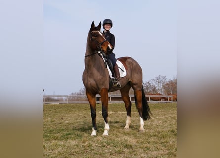 Oldenburger Springpferd, Stute, 9 Jahre, 172 cm, Dunkelbrauner