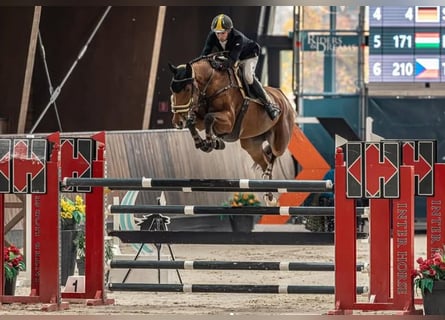 Oldenburger Springpferd, Stute, 9 Jahre, Rotbrauner