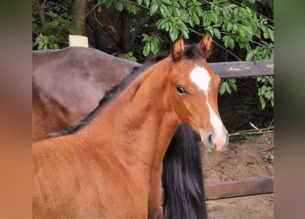Oldenburger Springpferd, Stute, Fohlen (05/2023), 170 cm, Brauner