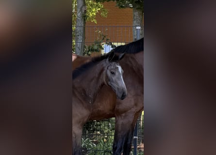 Oldenburger Springpferd, Stute, Fohlen (05/2026), Braunfalbschimmel