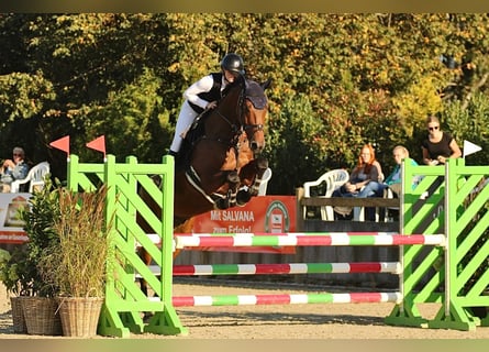 Oldenburger Springpferd, Wałach, 11 lat, 173 cm, Gniada