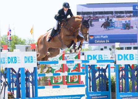 Oldenburger Springpferd, Wałach, 12 lat, 174 cm, Kasztanowata