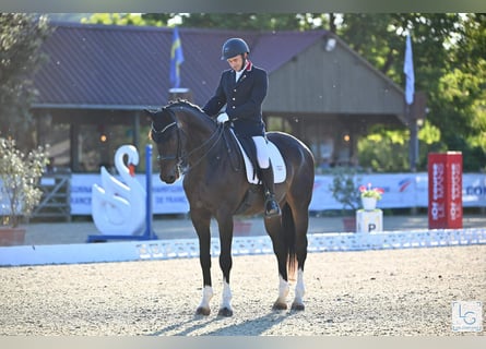 Oldenburger Springpferd, Wałach, 13 lat, 175 cm, Ciemnogniada