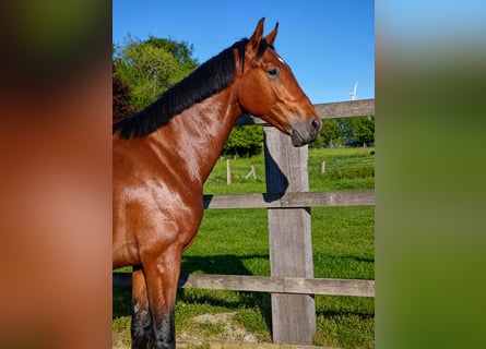 Oldenburger Springpferd, Wałach, 2 lat, 168 cm, Gniada