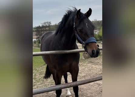 Oldenburger Springpferd, Wałach, 2 lat, 170 cm, Skarogniada