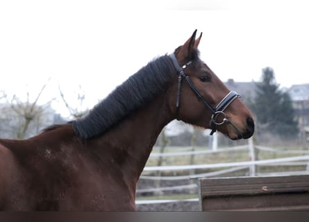 Oldenburger Springpferd, Wałach, 3 lat, 165 cm, Gniada