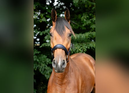 Oldenburger Springpferd, Wałach, 3 lat, 165 cm, Gniada