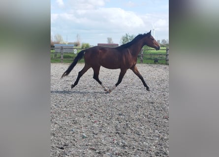 Oldenburger Springpferd, Wałach, 3 lat, 168 cm, Gniada