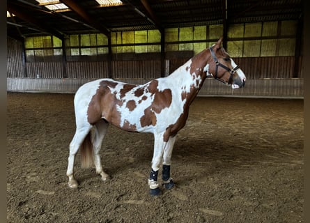 Oldenburger Springpferd, Wałach, 4 lat, 162 cm, Srokata