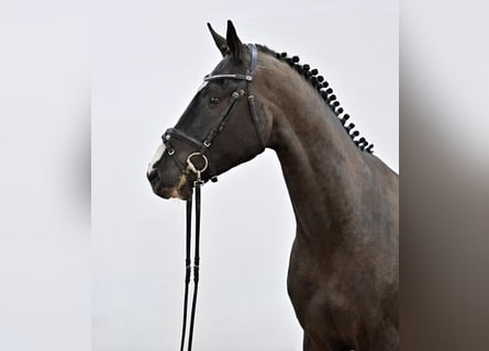 Oldenburger Springpferd, Wałach, 4 lat, 167 cm, Kara