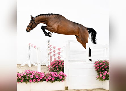Oldenburger Springpferd, Wałach, 4 lat, 169 cm, Gniada