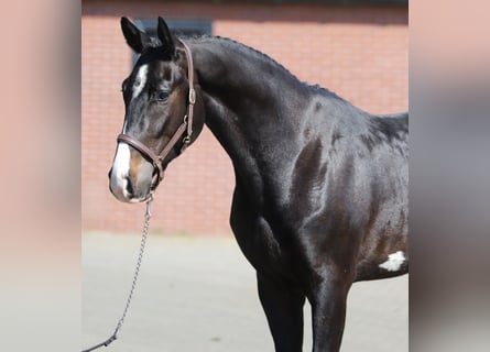 Oldenburger Springpferd, Wałach, 4 lat, 169 cm, Skarogniada
