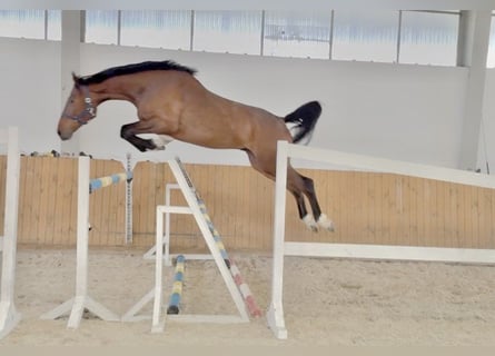 Oldenburger Springpferd, Wałach, 4 lat, 170 cm, Gniada