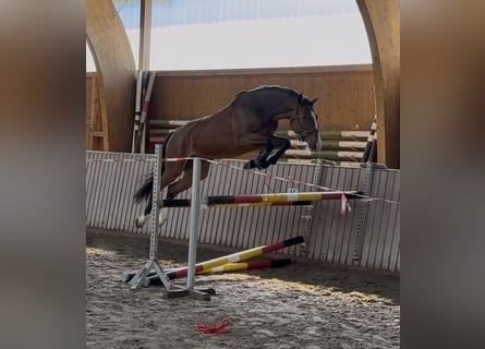 Oldenburger Springpferd, Wałach, 4 lat, 170 cm, Gniada