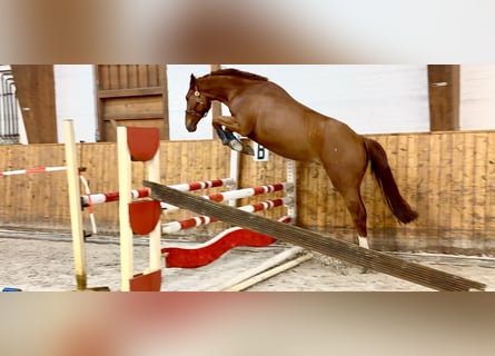 Oldenburger Springpferd, Wałach, 4 lat, 170 cm, Kasztanowata