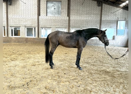 Oldenburger Springpferd, Wałach, 4 lat, 170 cm, Siwa