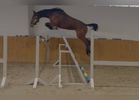 Oldenburger Springpferd, Wałach, 4 lat, 172 cm, Gniada