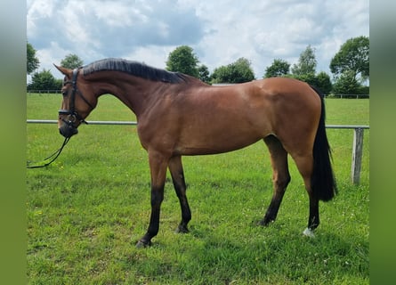 Oldenburger Springpferd, Wałach, 4 lat, 172 cm, Gniada
