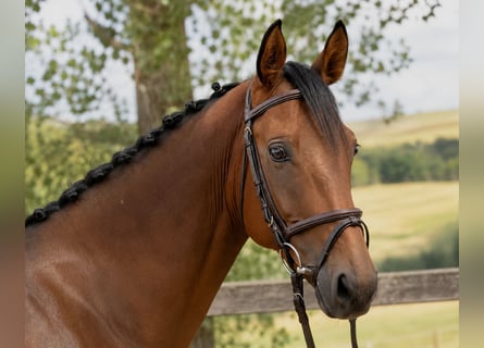 Oldenburger Springpferd, Wałach, 5 lat, 163 cm, Gniada