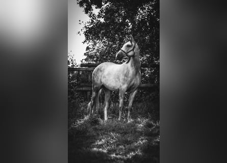 Oldenburger Springpferd, Wałach, 5 lat, 163 cm, Siwa