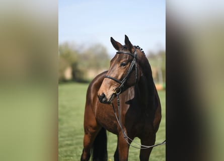 Oldenburger Springpferd, Wałach, 5 lat, 169 cm, Gniada