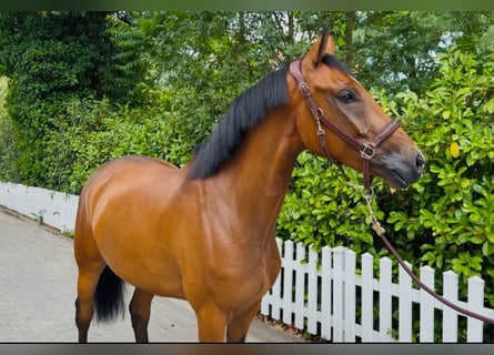 Oldenburger Springpferd, Wałach, 5 lat, 169 cm, Gniada