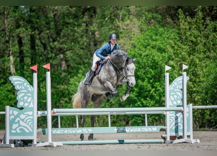 Oldenburger Springpferd, Wałach, 5 lat, 170 cm, Siwa