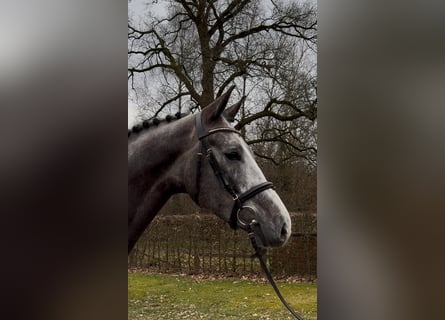 Oldenburger Springpferd, Wałach, 5 lat, 170 cm, Siwa