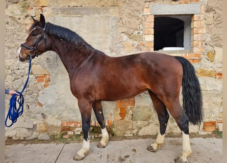 Oldenburger Springpferd, Wałach, 5 lat, 173 cm, Gniada