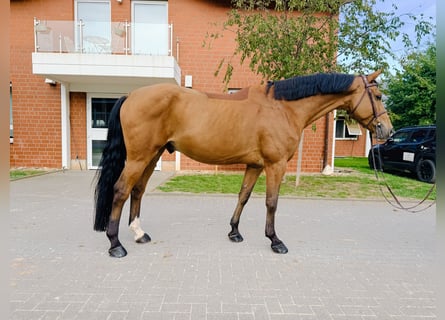 Oldenburger Springpferd, Wałach, 5 lat, Gniada