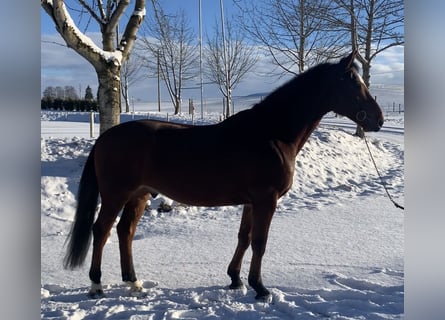 Oldenburger Springpferd, Wałach, 6 lat, 164 cm, Gniada