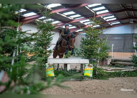 Oldenburger Springpferd, Wałach, 6 lat, 168 cm, Gniada