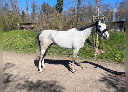 Oldenburger Springpferd, Wałach, 6 lat, 170 cm, Siwa