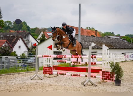 Oldenburger Springpferd, Wałach, 7 lat, 161 cm, Gniada