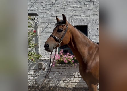 Oldenburger Springpferd, Wałach, 7 lat, 170 cm, Gniada