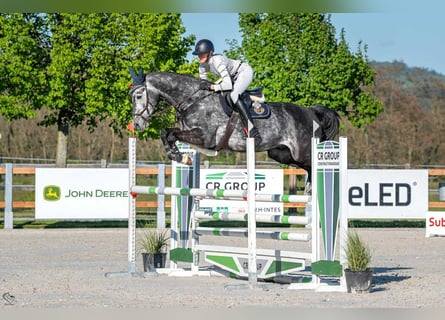 Oldenburger Springpferd, Wałach, 7 lat, 170 cm, Siwa