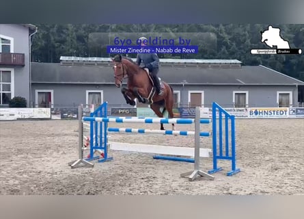 Oldenburger Springpferd, Wałach, 7 lat, 173 cm, Gniada