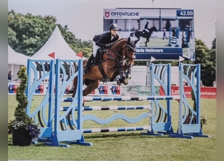 Oldenburger Springpferd, Wałach, 8 lat, 165 cm, Ciemnogniada