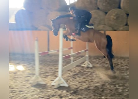 Oldenburger Springpferd, Wałach, 8 lat, 167 cm, Jasnogniada