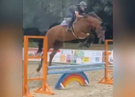 Oldenburger Springpferd, Wałach, 8 lat, 177 cm, Gniada